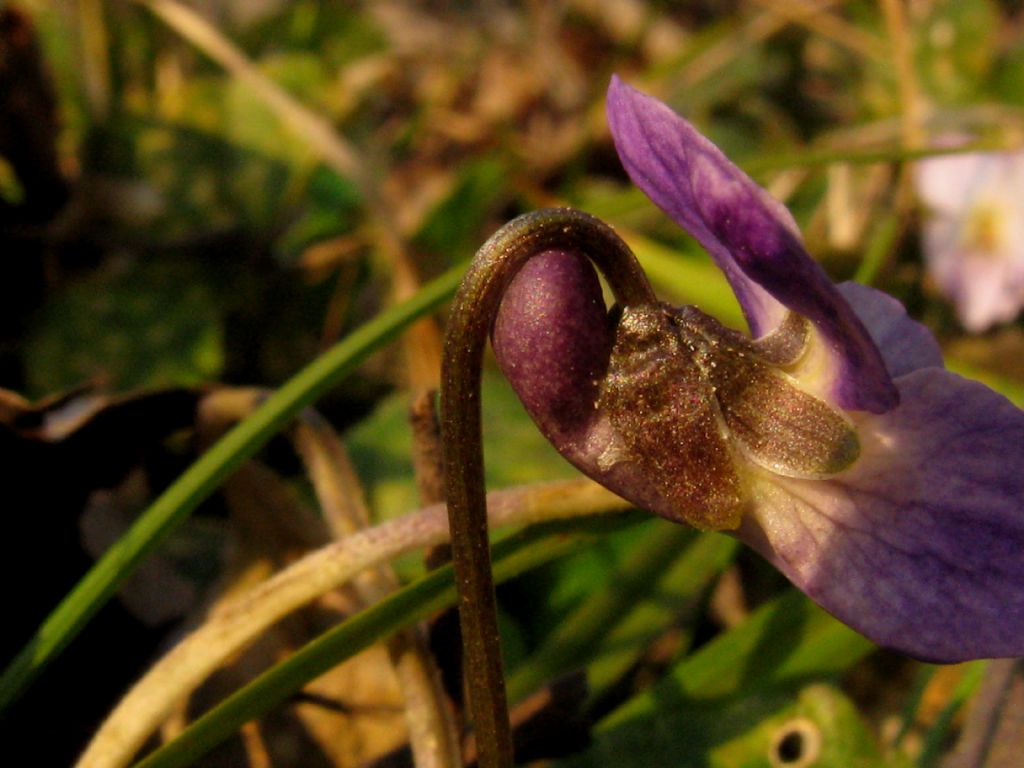 Viola riviniana?  No,...  Viola alba (ibrido infra- o interspecifico)