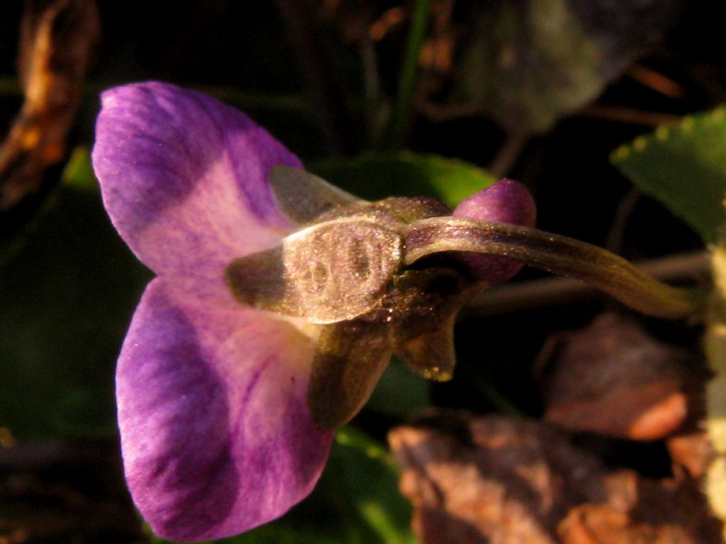 Viola riviniana?  No,...  Viola alba (ibrido infra- o interspecifico)