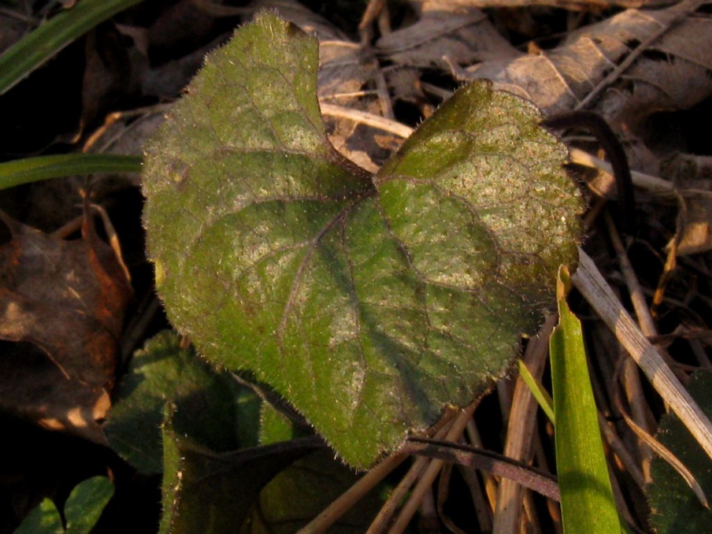 Viola riviniana?  No,...  Viola alba (ibrido infra- o interspecifico)