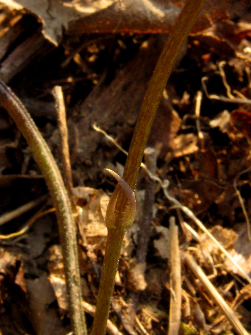 Viola riviniana?  No,...  Viola alba (ibrido infra- o interspecifico)