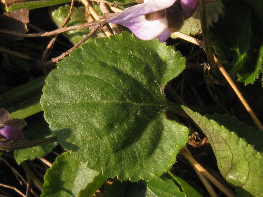 Viola riviniana?  No,...  Viola alba (ibrido infra- o interspecifico)