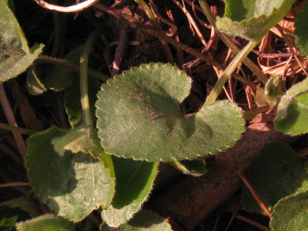 Viola riviniana?  No,...  Viola alba (ibrido infra- o interspecifico)