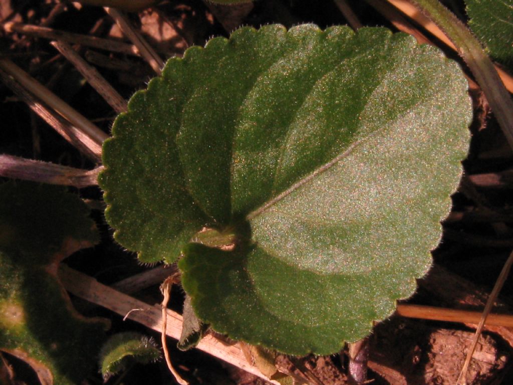 Viola riviniana?  No,...  Viola alba (ibrido infra- o interspecifico)