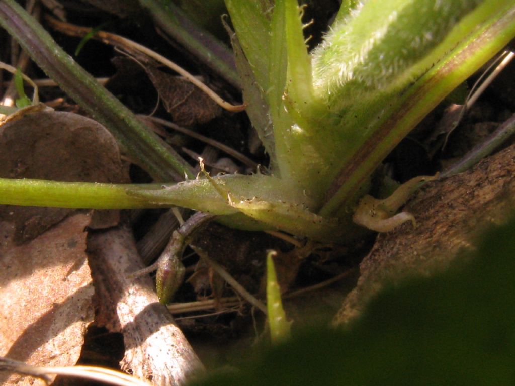 Viola riviniana?  No,...  Viola alba (ibrido infra- o interspecifico)