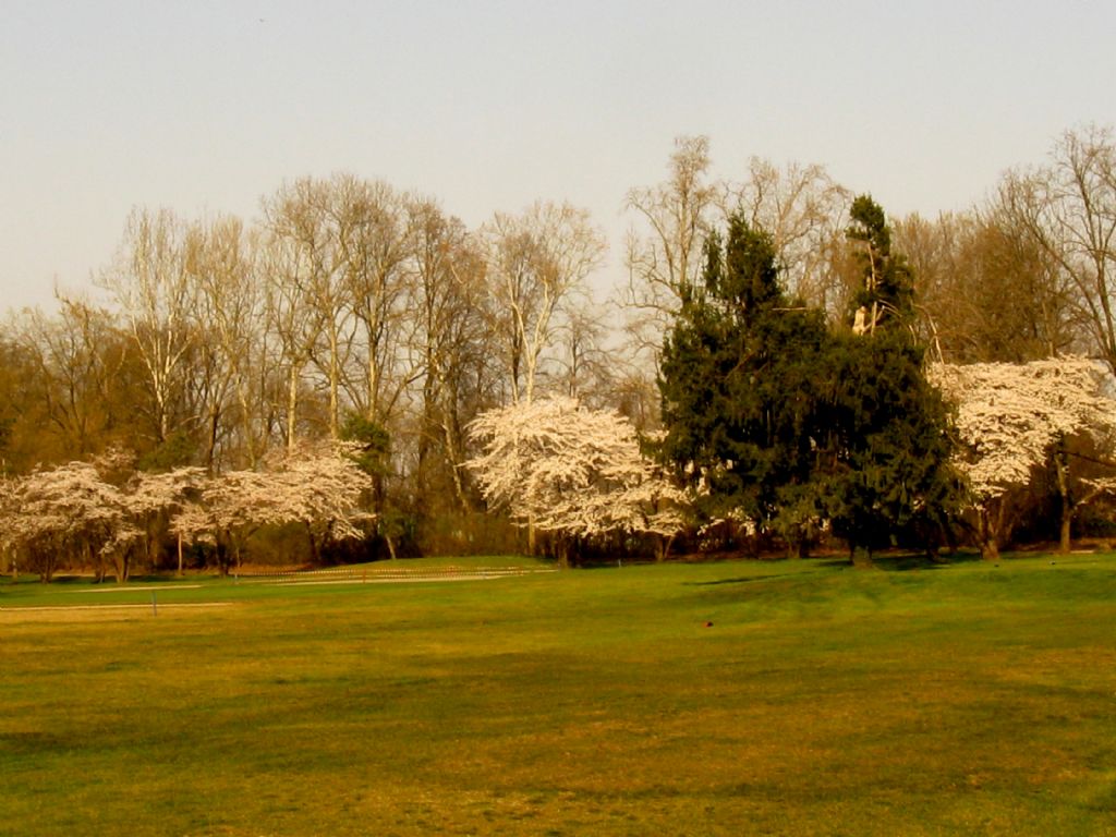 Cv di Ciliegio:  cultivar di Prunus  yedoensis