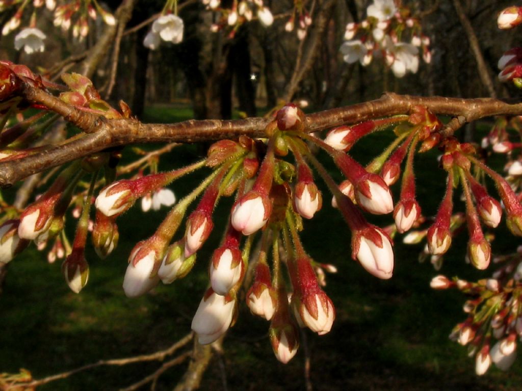 Cv di Ciliegio:  cultivar di Prunus  yedoensis