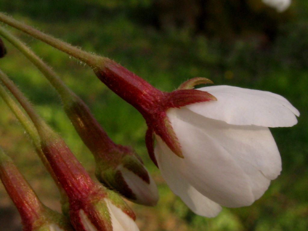 Cv di Ciliegio:  cultivar di Prunus  yedoensis