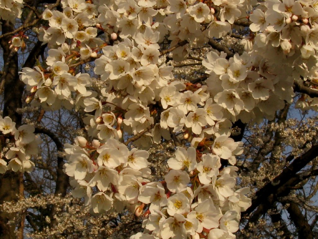 Cv di Ciliegio:  cultivar di Prunus  yedoensis