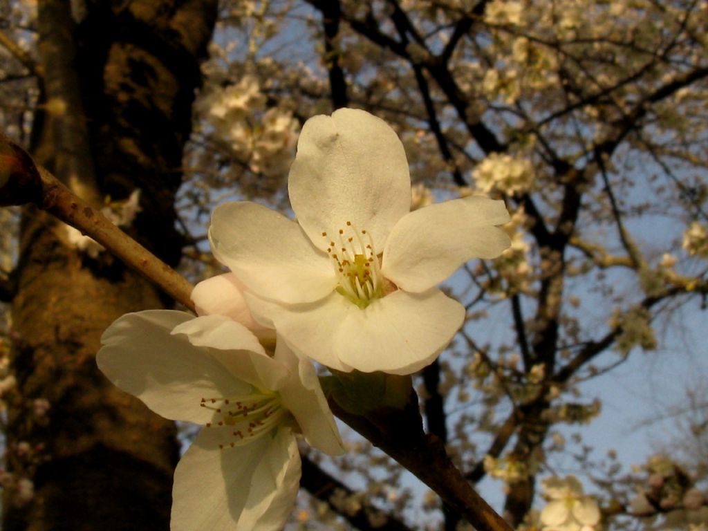 Cv di Ciliegio:  cultivar di Prunus  yedoensis