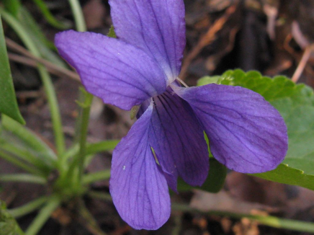 Viola da id.: Viola odorata