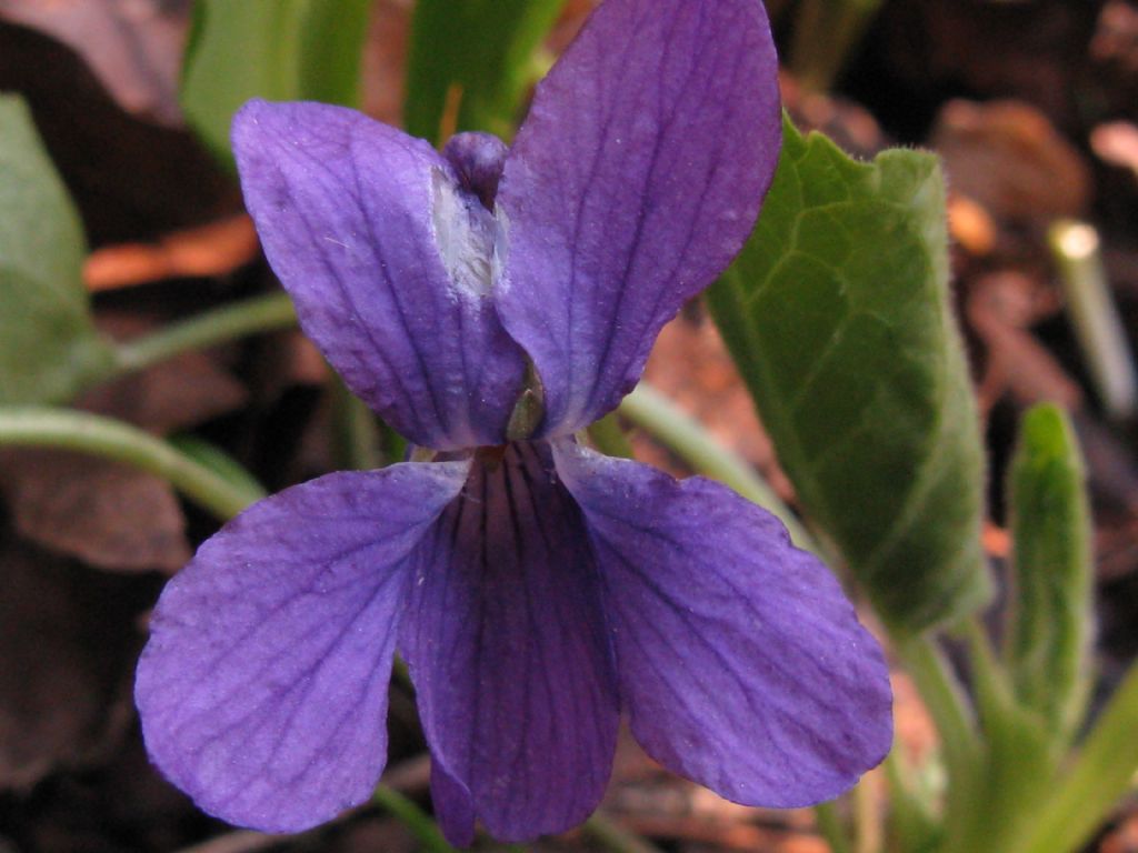 Viola da id.: Viola odorata