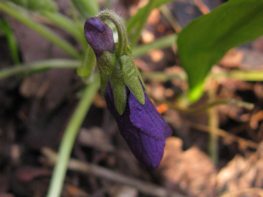 Viola da id.: Viola odorata