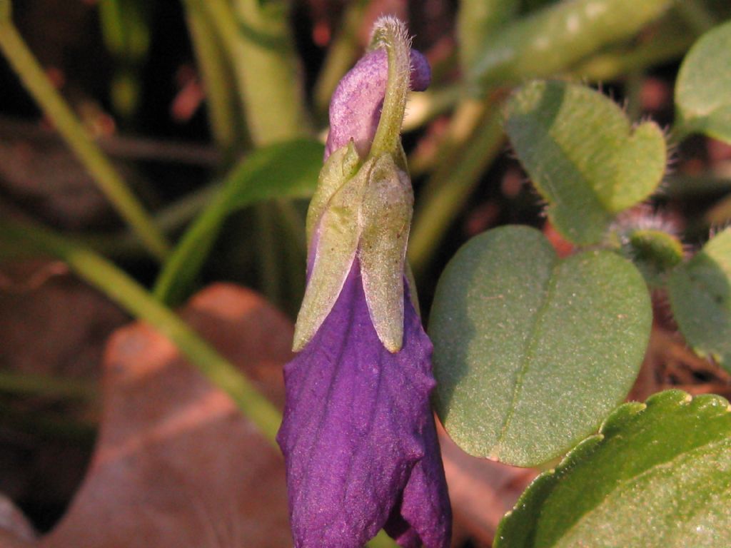 Viola da id.: Viola odorata