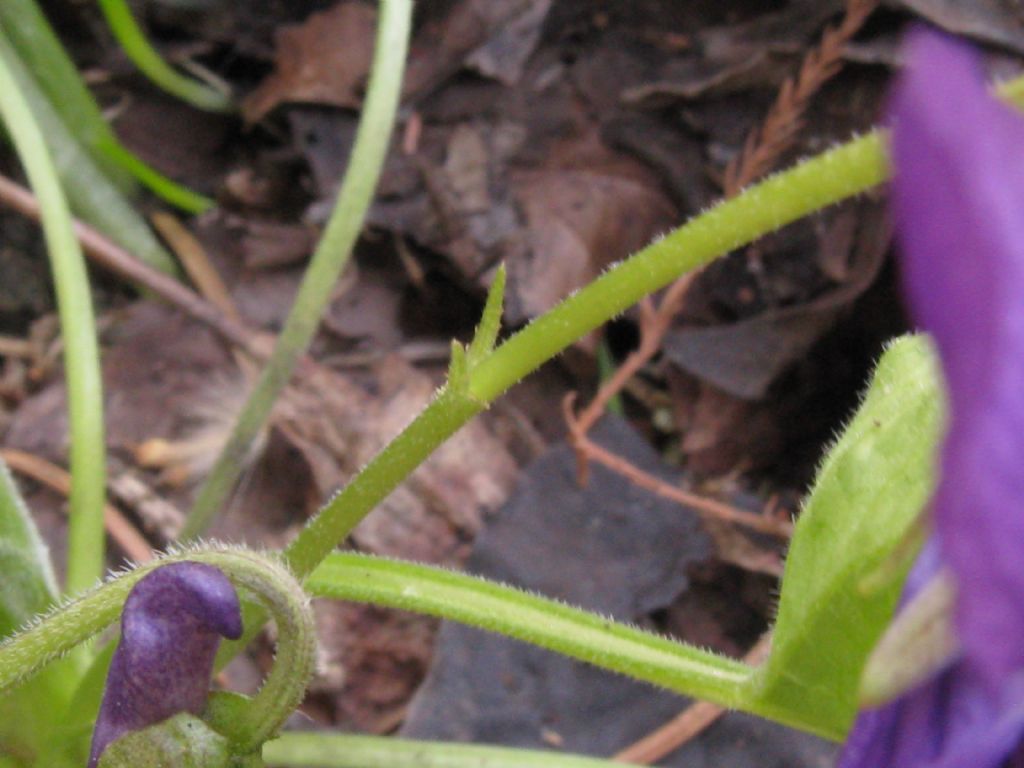 Viola da id.: Viola odorata