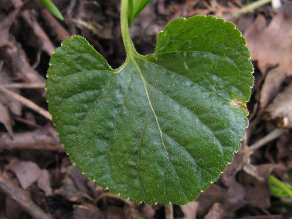 Viola da id.: Viola odorata