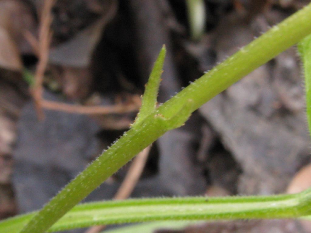 Viola da id.: Viola odorata