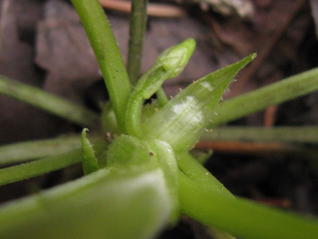 Viola da id.: Viola odorata