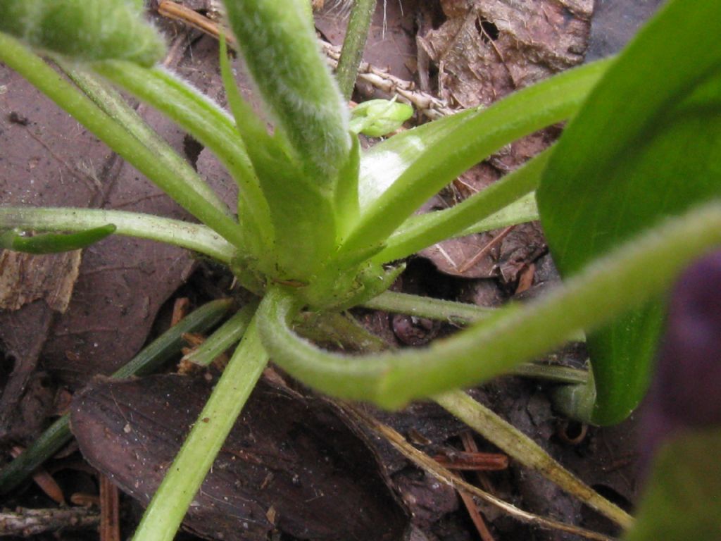 Viola da id.: Viola odorata