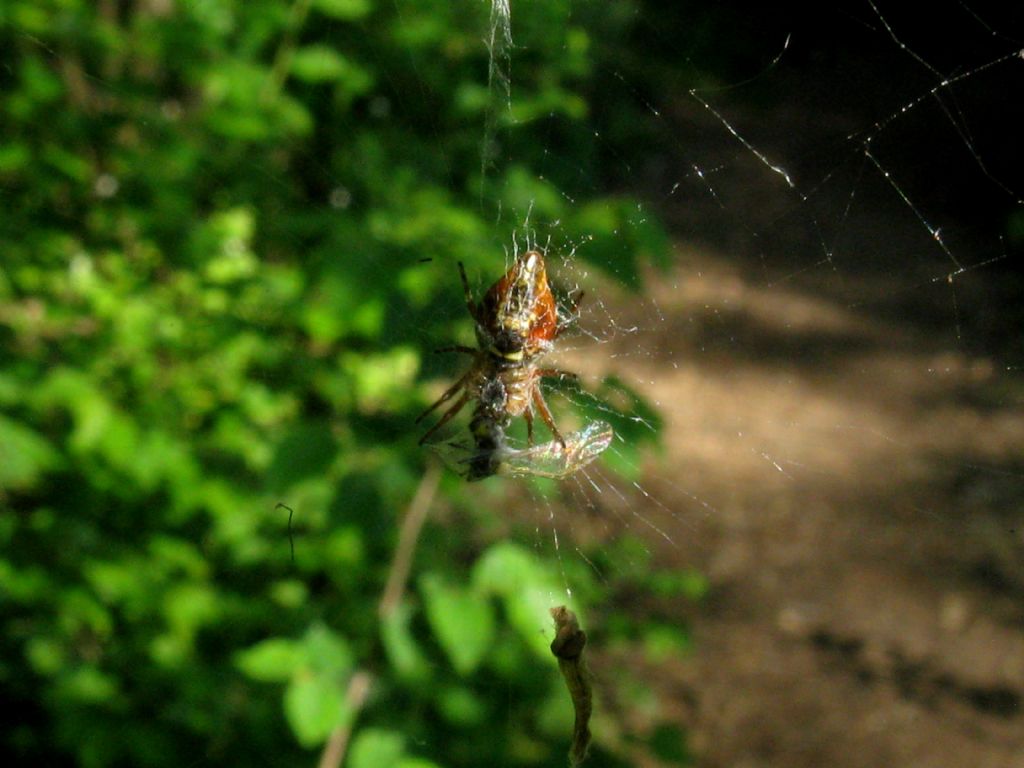 Cyclosa cfr. conica (Araneidae)