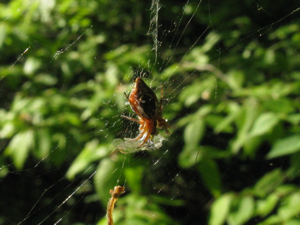 Cyclosa cfr. conica (Araneidae)