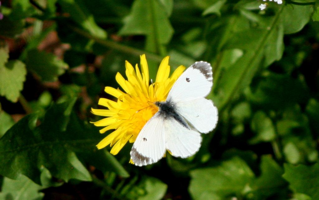 Pieridae: Pieris?  No, Anthocharis cardamines, femmina