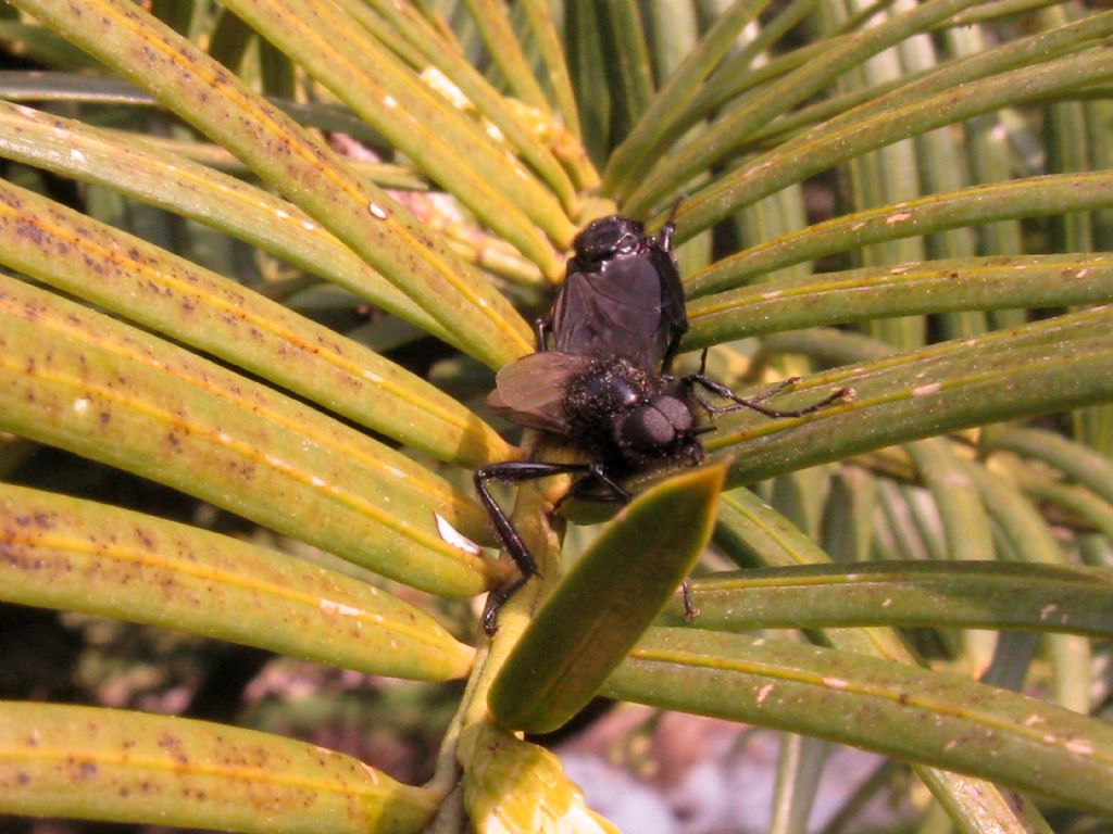 Bibionidae: Bibio sp., maschio