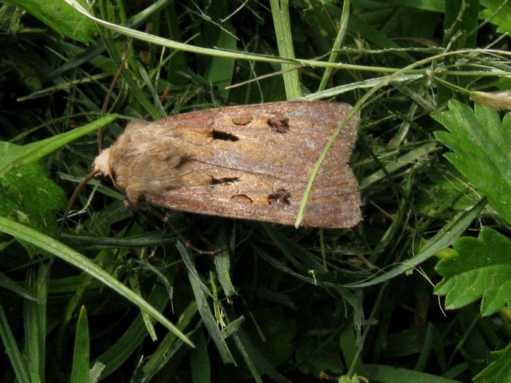 Agrotis esclamationis: M o F?   M