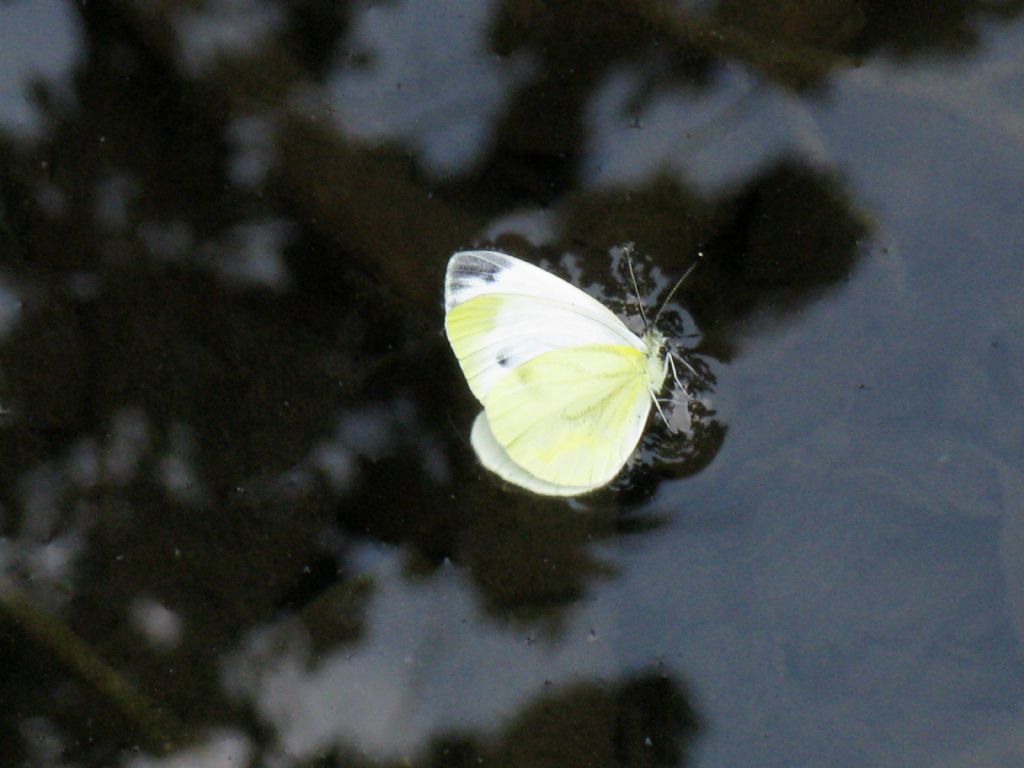 Pieris napi femmina (esatto?)...salvata dalle acque