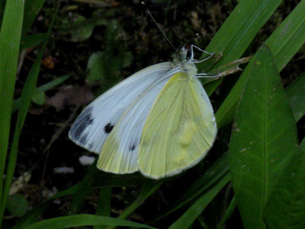 Pieris napi femmina (esatto?)...salvata dalle acque