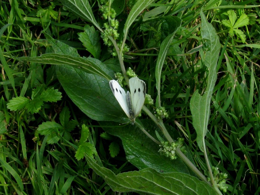 Pieris napi femmina (esatto?)...salvata dalle acque