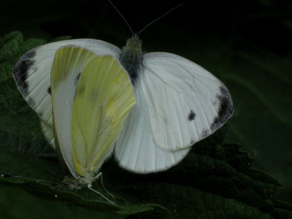 Pieris napi femmina (esatto?)...salvata dalle acque