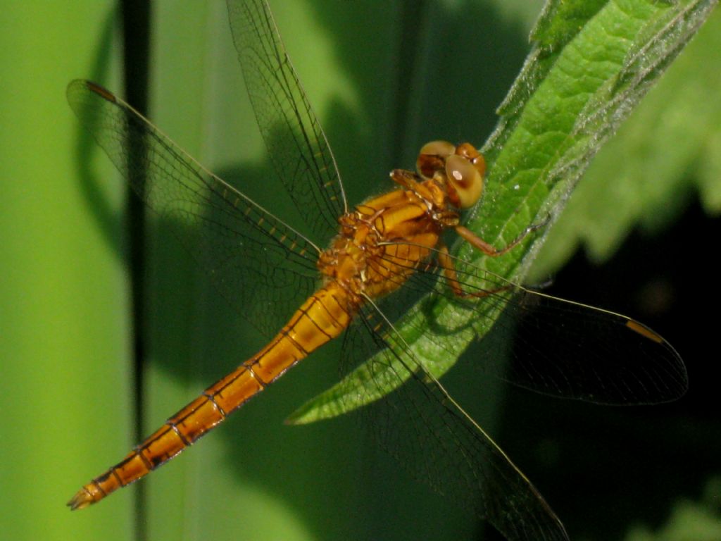 Orthetrum coerulescens maschio immaturo? s