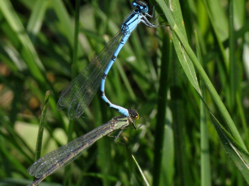 Enallagma cyathigerum con femmina della forma cromatica verde? s!