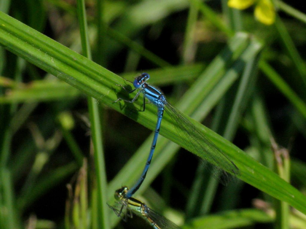 Erythromma lindenii? s!