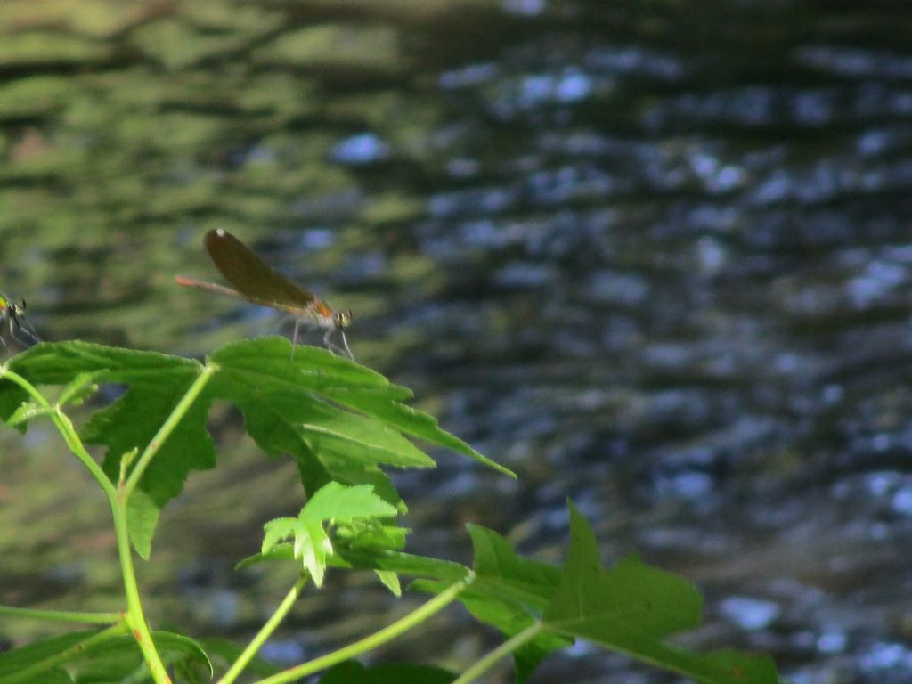 Calopteryx xanthostoma? no, C. splendens