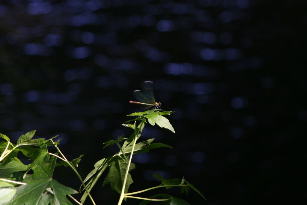 Calopteryx xanthostoma? no, C. splendens