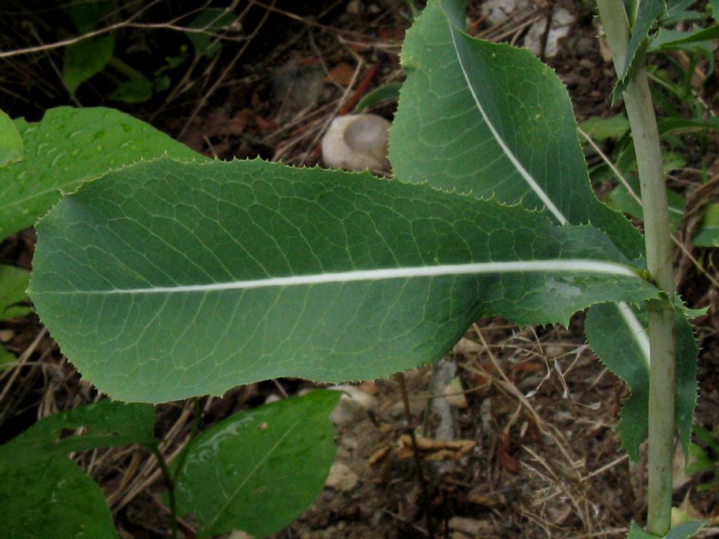 Asteraceae: Lactuca sativa subsp. serriola