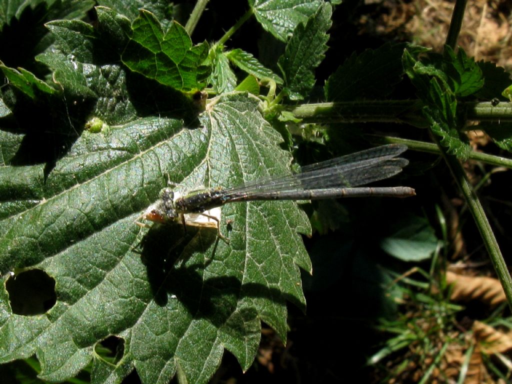 Erythromma lindenii, femmina