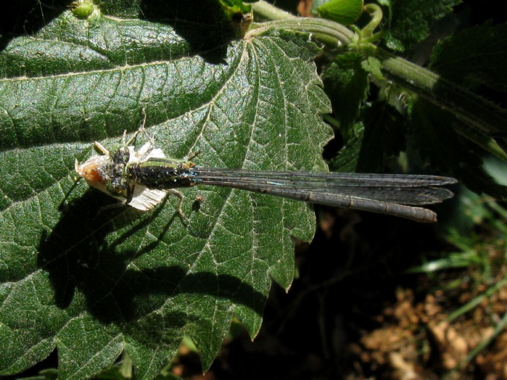 Erythromma lindenii, femmina