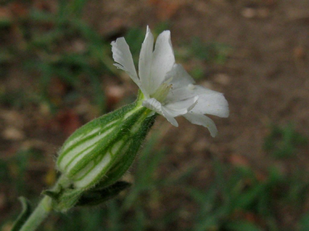 Silene latifolia (Caryophyllaceae)