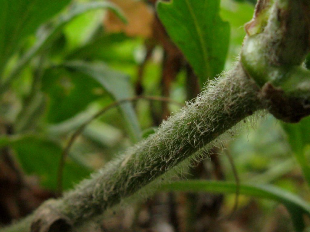 Silene latifolia (Caryophyllaceae)