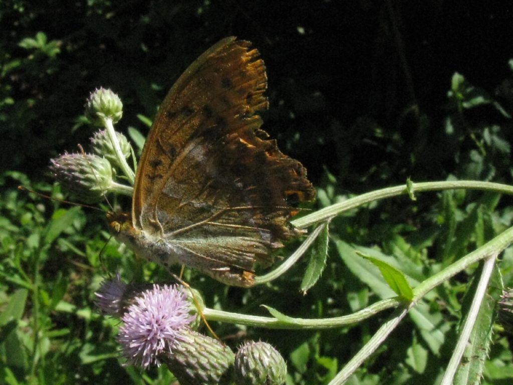 Argynnis paphia maschio?