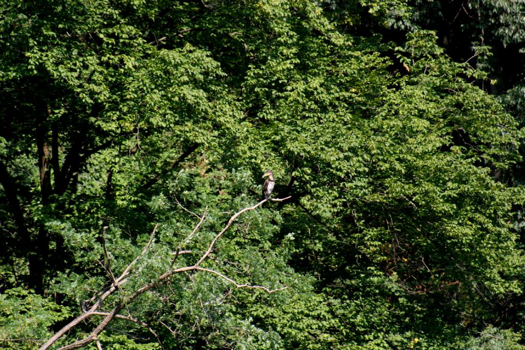 Cormorano?  S, immaturo