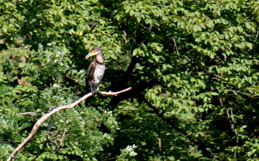 Cormorano?  S, immaturo