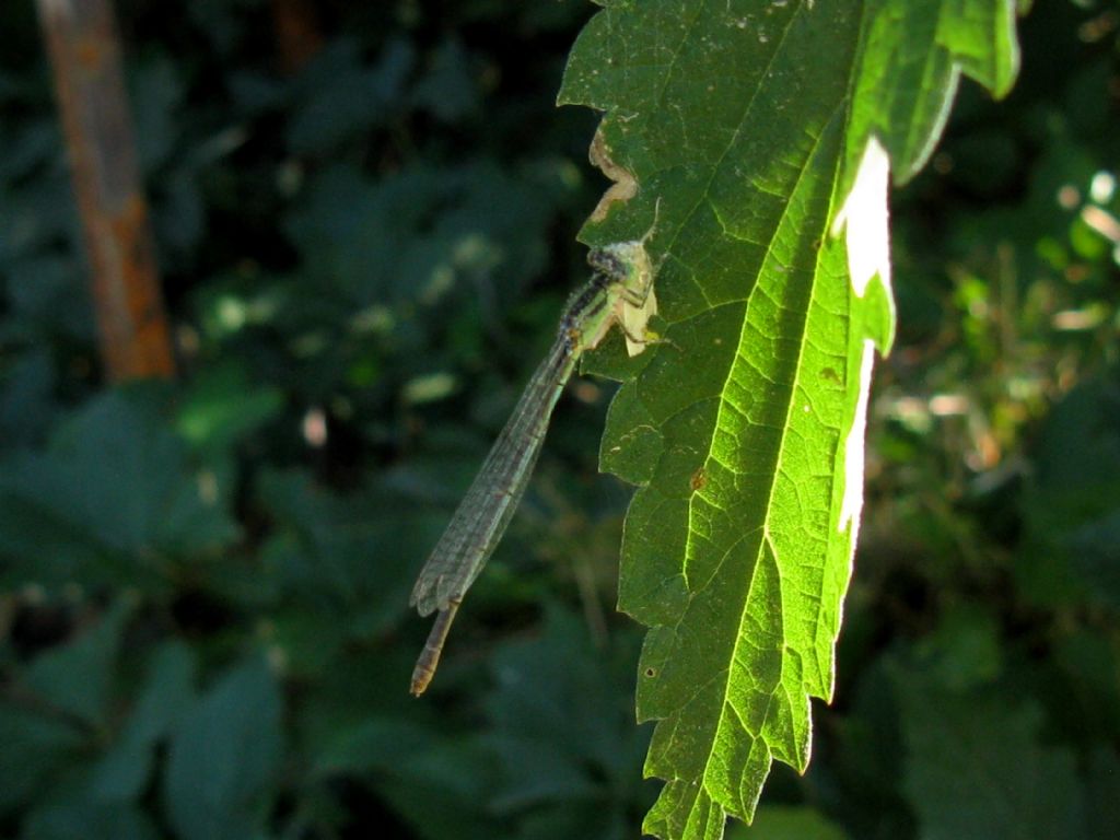 Erythromma lindenii, femmina