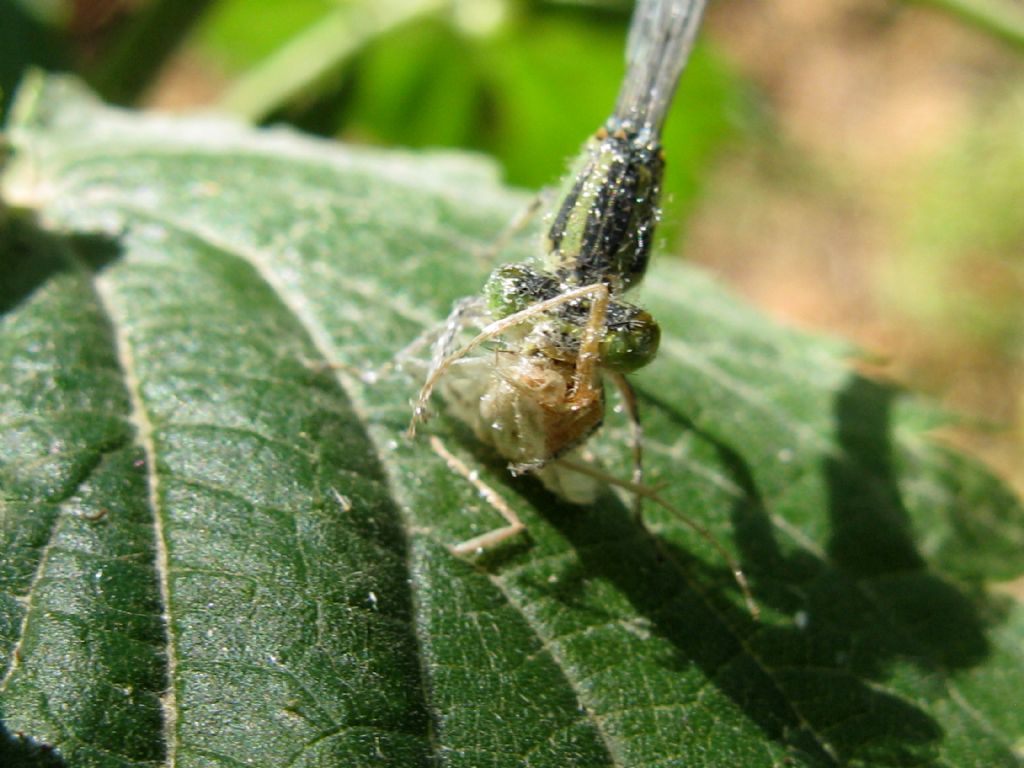 Erythromma lindenii, femmina