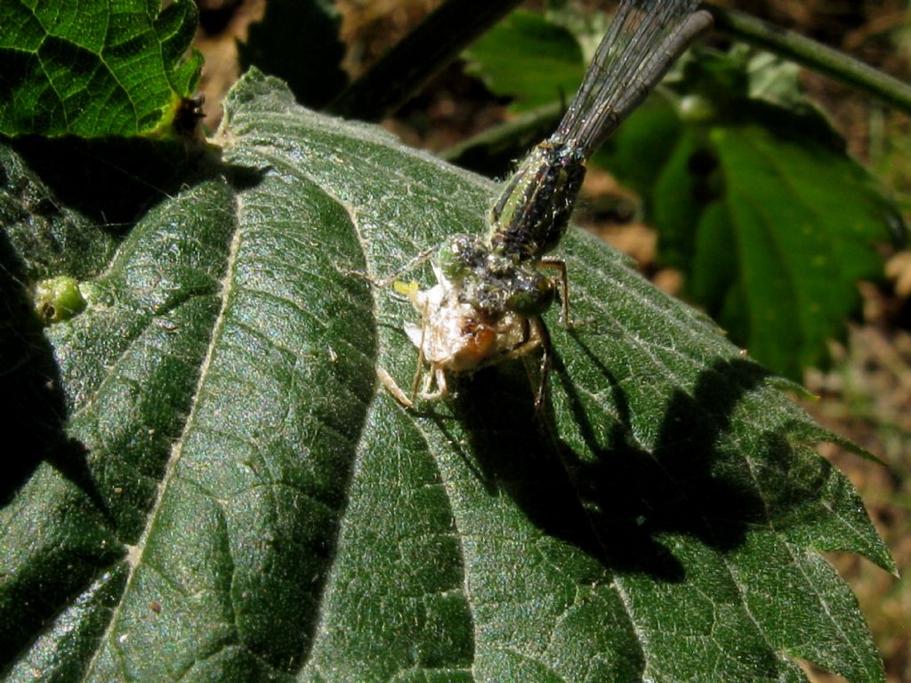 Erythromma lindenii, femmina