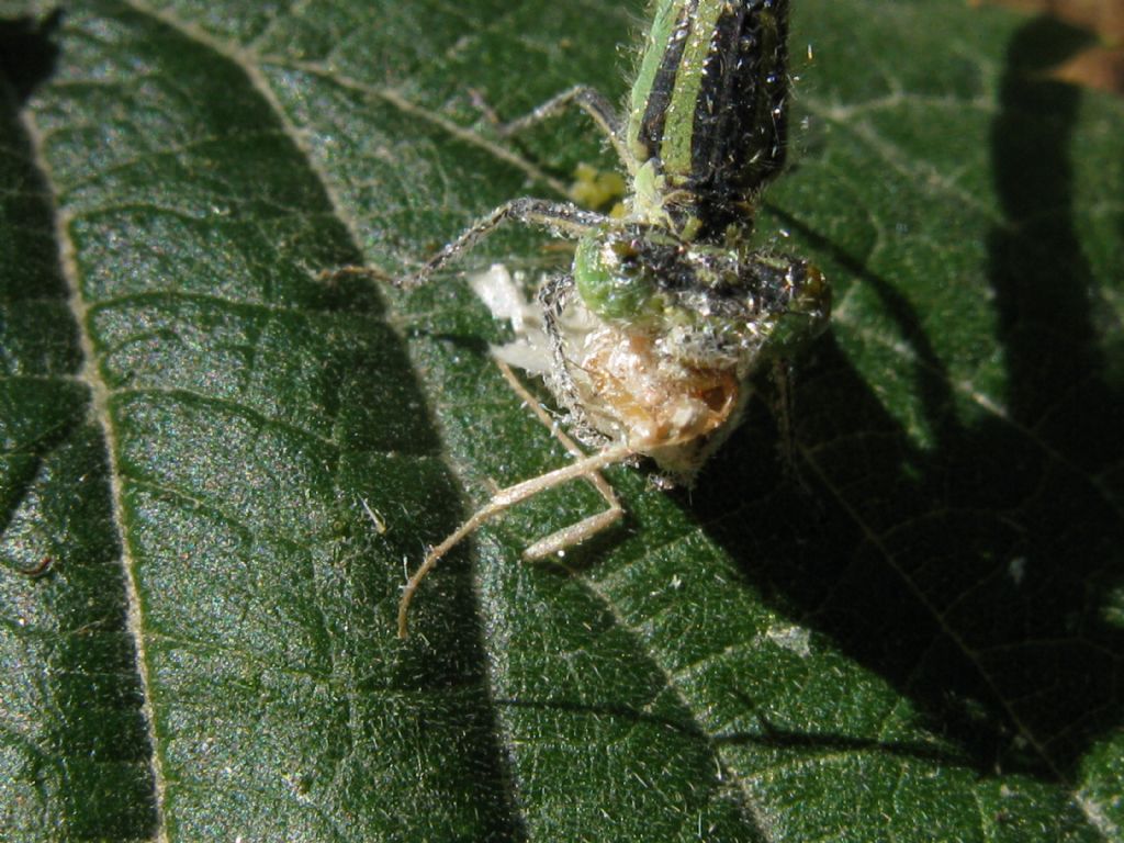 Erythromma lindenii, femmina