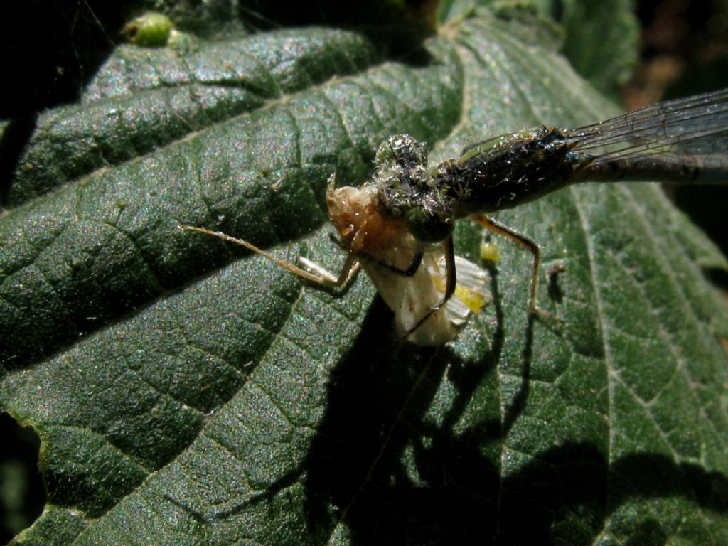 Erythromma lindenii, femmina