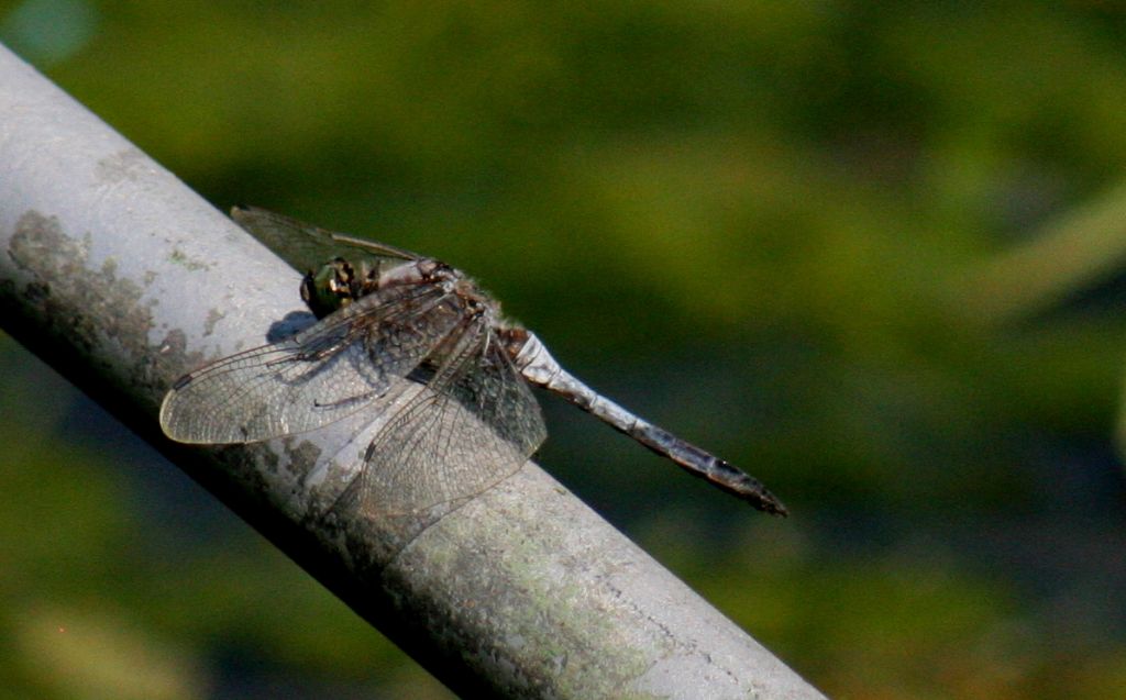 Orthetrum cancellatum?  S, maschio